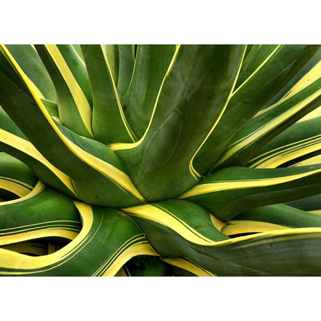 In High Spirits Wall Art Zuo Modern | Furniture Cart