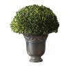 Preserved Boxwood Globe